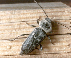 Capricorno della casa