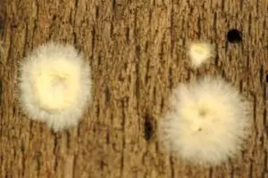 Altri funghi domestici