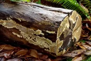 Altri funghi domestici