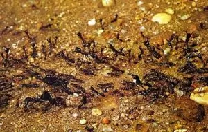 Altre specie di formiche