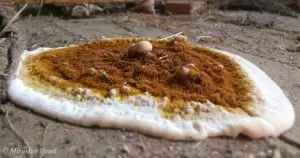 Vero Fungo domestico