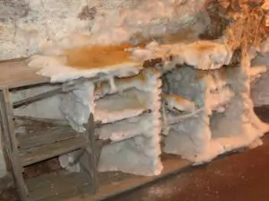 Vero Fungo domestico