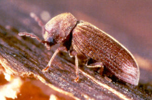 Come riconoscere un attacco di tarli prima che sia troppo tardi